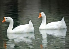 養(yǎng)鵝禁忌有哪些？看看你中了幾條！