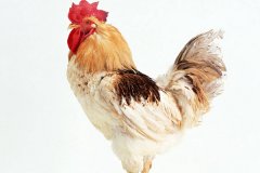 肉雞常見呼吸道病的發(fā)病原因？
