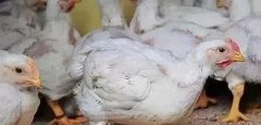 支原體感染的發(fā)展過程及臨床癥狀！！!
