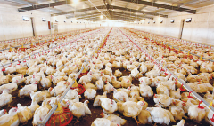 肉雞壞死性腸炎飼料報(bào)酬低，整齊度差嚴(yán)重影響