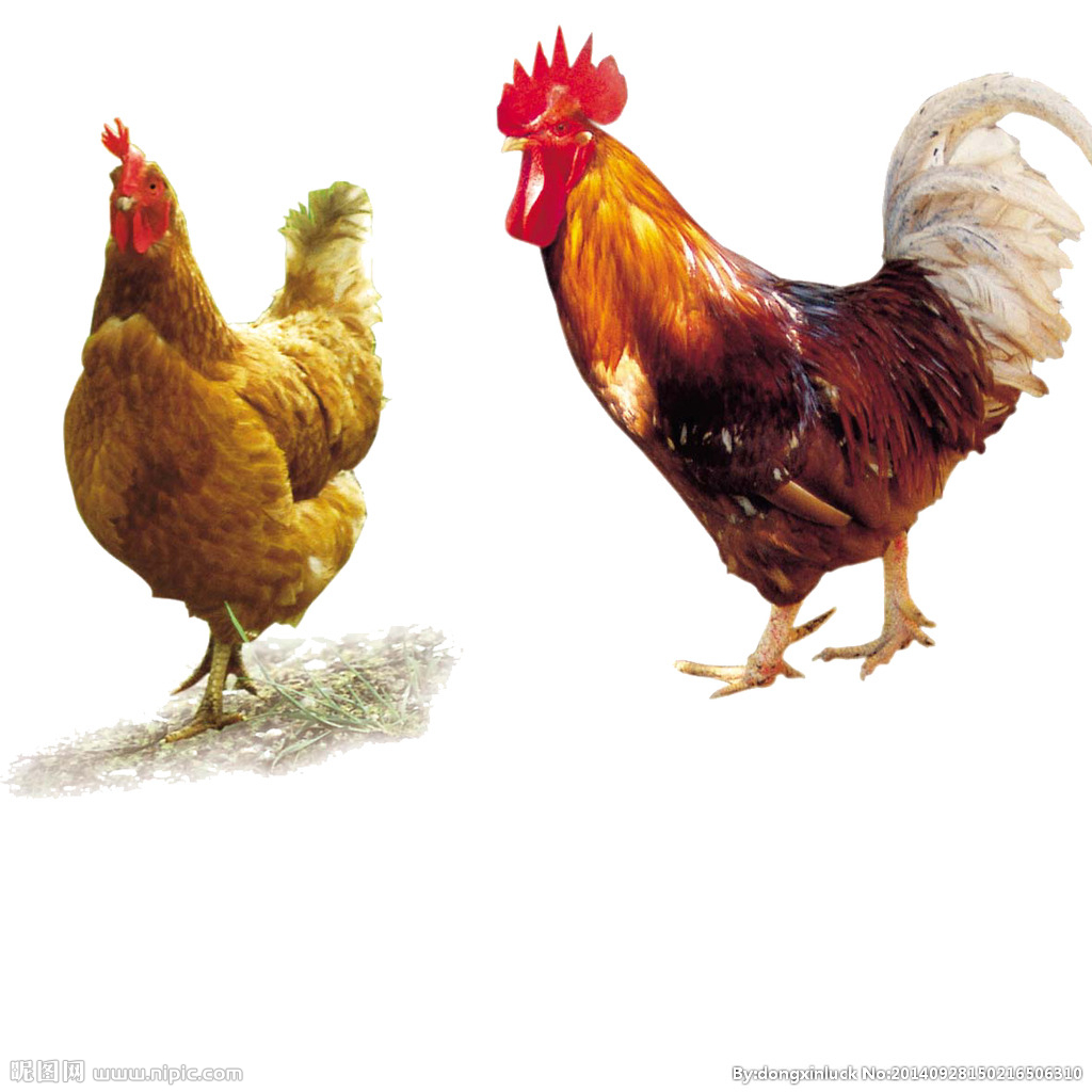  提高肉鴨養(yǎng)殖效益！這八個(gè)飼養(yǎng)管理要注意了?。夹g(shù)） 